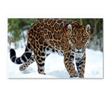 Картина по номерам 22*30см  Рыжий кот Ягуар в лесу