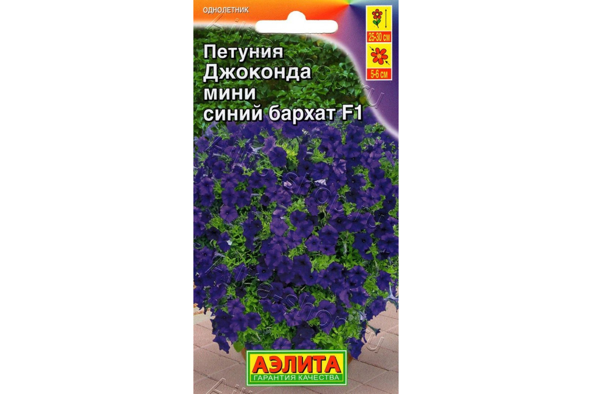 Петуния джоконда синяя фото